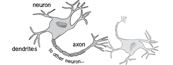 neuron